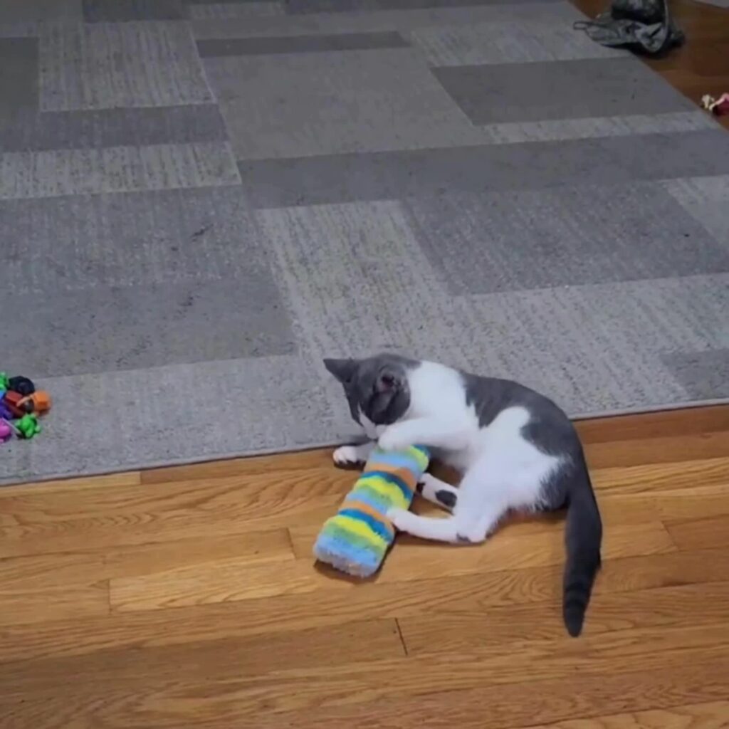 Interactive Cat Toy Set Plush Pillows