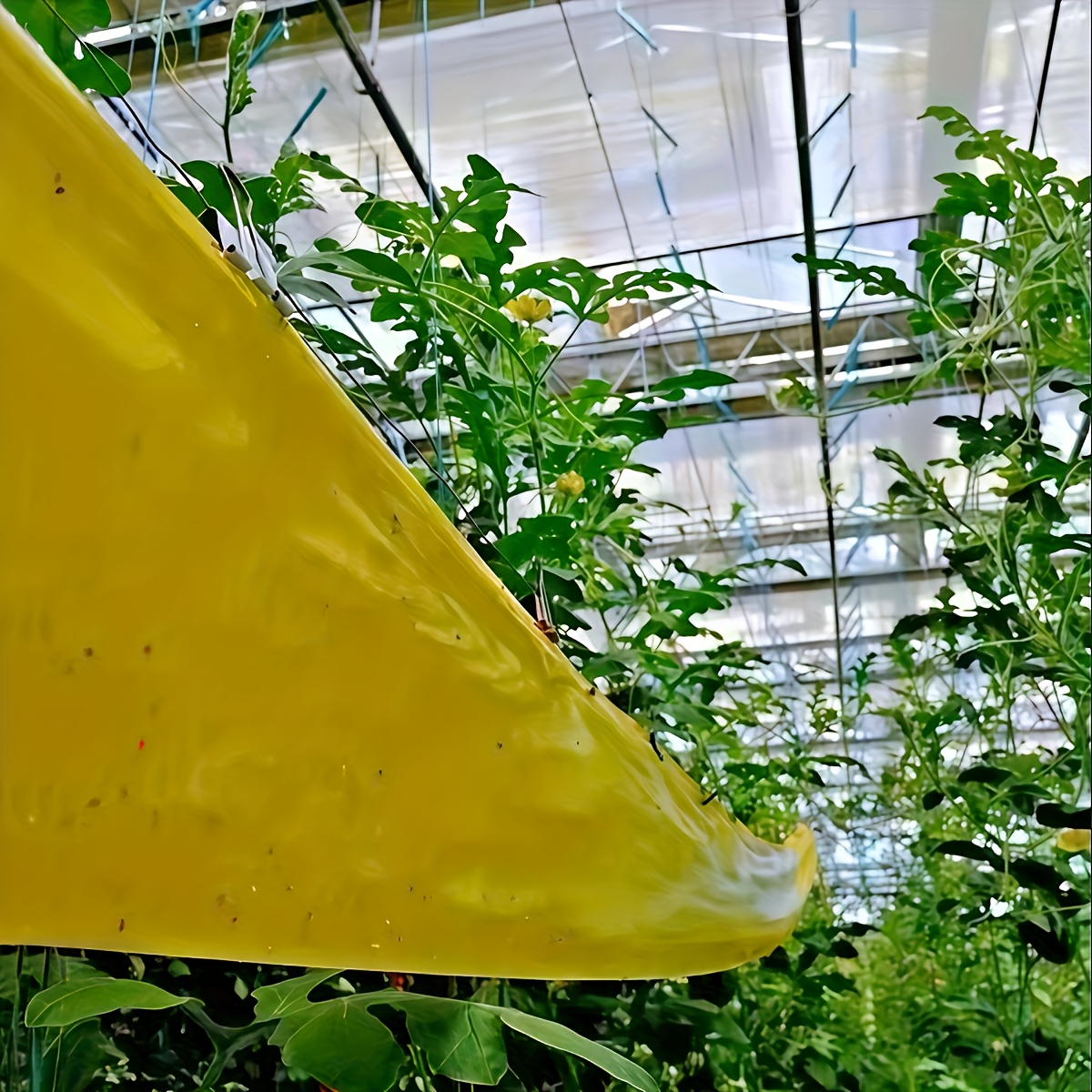 Yellow Double Sided Insect Trap Tape Garden Pest Control